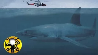 ¿En Verdad Encontraron un MEGALODON VIVO en Brazil?