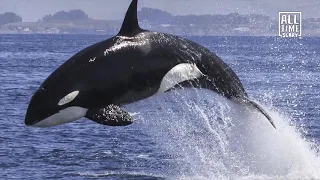 MIRROR HUGE Mandela Effect - The Orca (Killer) Whale now has strange mustache pattern on it's back!