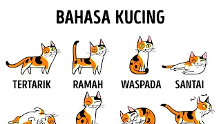 Cara Memahami Kucing Lebih Baik