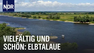 Elbtalaue erleben - vielfältig und schön | die nordstory | NDR