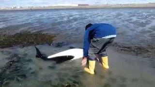 Varamiento y Rescate de Tonina Overa Tierra del Fuego