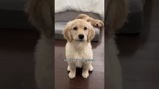 You’re NOT my mother! ☹️ #puppy #goldenretriever #puppies #dog #dogs