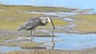 GREAT BLUE HERON WITH EEL, PLUM ISLAND, WED. SEP. 25, 2013 313