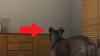 Мужчина увидел, что его собака ночами смотрит в стену. Оказалось, это НЕ ПРОСТО ТАК