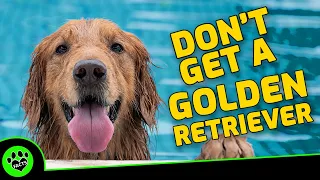 5 Reasons Not To Get A Golden Retriever - Dogs 101