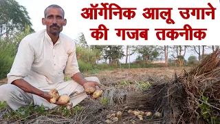 ऑर्गेनिक आलू उगाने का अनोखा तरीका, आप भी ट्राई करें || Technical Farming ||