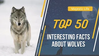 50 Most amazing and Interesting Facts About Wolves