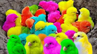 Catch Cute Chickens colorfull ducks and cats , Rainbow Chicken,  Cute Cats ,Ducks ,Animals Cute#375