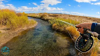 Streamer Fishing a TINY Creek (NEW PB BROOK TROUT!)