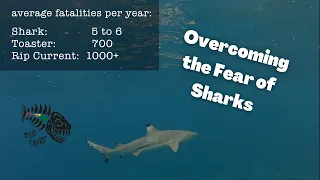 Overcoming the fear of sharks so you can enjoy the ocean