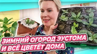 ЦВЕТУЩИЙ ДОМ В ЯНВАРЕ | ЭУСТОМА ПЕРЕСАДКА | ФОРМИРОВАНИЕ ЛИМОНА