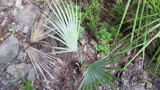 Mexican Blue Fan Palm in a Northern climate