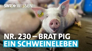 Das Leben und Sterben des Brat Pig - Massentierhaltung in Deutschland | SWR Wissen