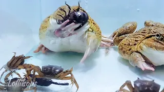 Asian Bullfrog With Many Crabs & Scorpion! Asian Bullfrog Live Feeding