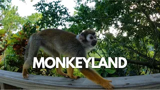 Our Excursion To Monkeyland #PuntaCana #squirrelmonkey