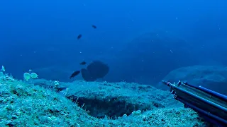 Moment You Wouldn't Believe if Not Filmed🤯Huge Dusky Grouper