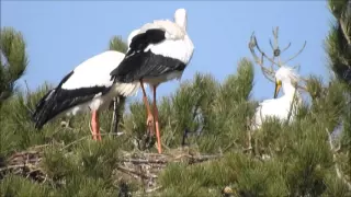 accouplement de Cigognes Blanches