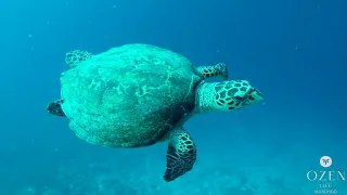 Discovering OZEN Life Maadhoo