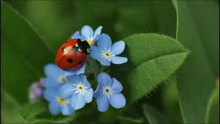 Ladybug Catalog