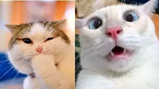 funniest cat - cats you will remember and laugh all day! 😂funny cats videos 2023