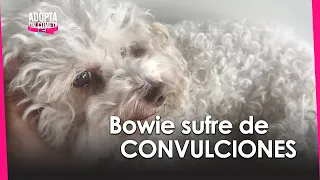 ¿Qué hacer cuando a mi perro le da una CONVULSIÓN?