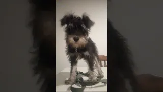 Subscribe if you like my Miniature Schnauzer