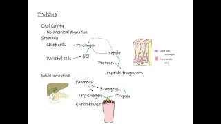 GI3 Digestion