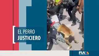 Perrito muerde a ladrón que era golpeado por vecinos tras ser detenido