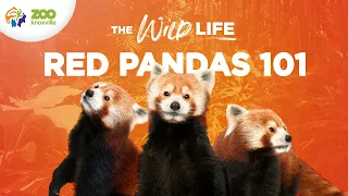 Red Pandas (the Cutest Animals on the Planet?) - The Wild Life