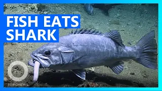 GIANT fish swallows entire shark - TomoNews