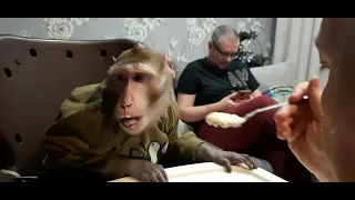 Едим кашу, обезьянки кушают за столом #monkey #обезьяна #обезьянка #macaque #capuchinmonkey