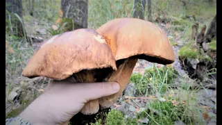 Mushrooms at the end of September, Leningrad region. Boletus, black and white bunches.