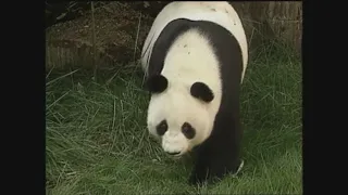 CBS 8 History | A look back at the Giant Pandas at the San Diego Zoo in 1987, 1997 and 1999