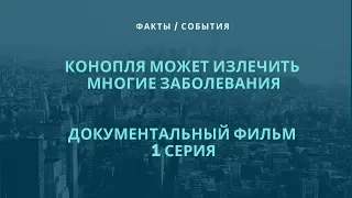 ДОКУМЕНТАЛЬНЫЙ ФИЛЬМ  -  КОНОПЛЯ МОЖЕТ ИЗЛЕЧИТЬ МНОГИЕ ЗАБОЛЕВАНИЯ