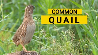 Common Quail|Bird sounds from summer meadow|Quail sound2023