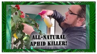 DIY All Natural Aphid Killer