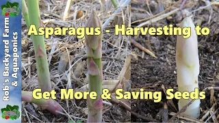 Harvesting asparagus, getting more from your plants & saving seeds..