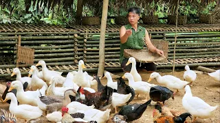 How to move and redo the chicken and duck coop to prepare to expand the farm