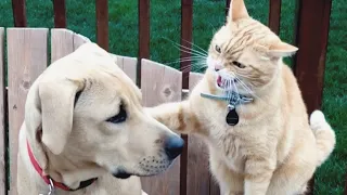 Funniest Animals 2023 😂 Best Funny Cats and Dogs 😺🐶 Part 64