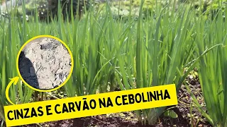 Cuidados no plantio da CEBOLINHA