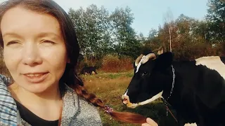 История Коровки Расики🐄