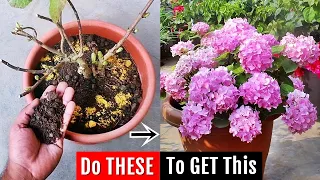 I do THIS to increase flowering on Hydrangea, it FIXES all problems ✔️