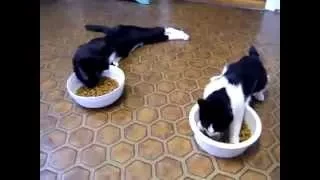 Пьяный котэ --------- Drunk Cat