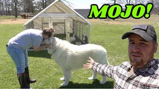 What Happened To GIANT GUARD DOG MOJO