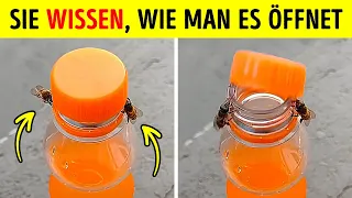 Bienen sind so klug, dass es einfach beängstigend ist.