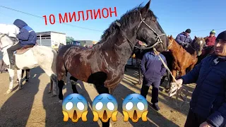 ҚАРАБҰЛАҚ мал базары🔥🔥🔥 Айғыр|Бие|Жабағы|Тайлар| Арзан екен базары 👍👍👍01.12.2021 ##JARNAMA KZ