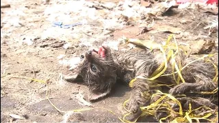 kitten stuck in net fights for his life #animalcare