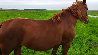 Кобыла Вишня 🍒 и молодая кобылка Машка