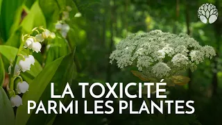 La toxicité parmi les plantes