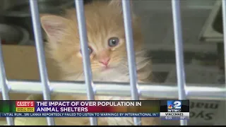 Impact of overpopulation on animal shelters